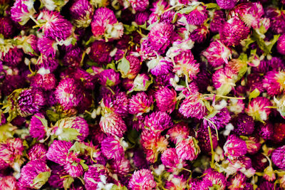 Full frame shot of purple flowers