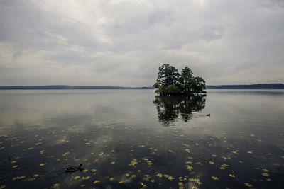 Plant floating on lake against sky