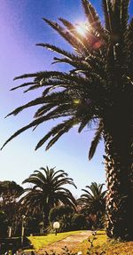 Low angle view of palm trees against blue sky