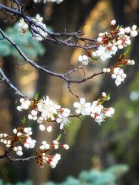 Close-up of cherry blossoms on tree