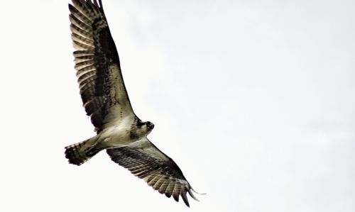 Bird flying against clear sky