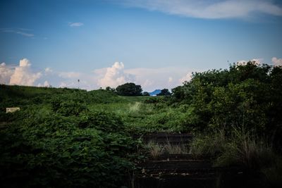 Trees on landscape against sky