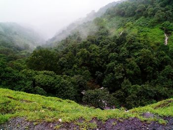 Scenic view of forest