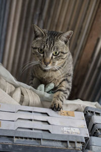 Portrait of cat sitting on wood
