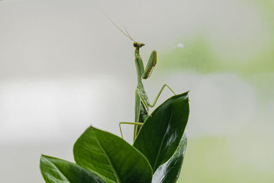 Close-up of insect on plant