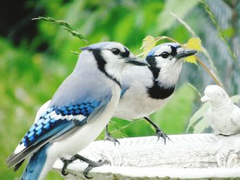 Close-up of bird perching on feeder