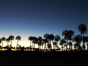 Silhouette palm trees against sky at night