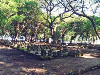 Trees in cemetery