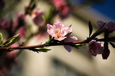 Close-up of pink cherry blossoms