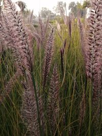 Close-up of cactus plants on field