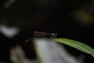 Close-up of butterfly on leaf