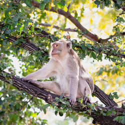 Monkey sitting on tree