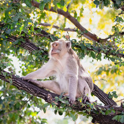 Monkey in natural habitat, forest and jungle, sitting on tree in thailand looking to the left.