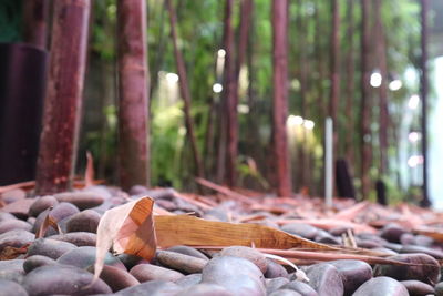 Close-up of stones in forest