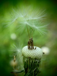 Close-up of dandelion flower