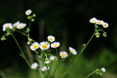 Close-up of white flowering plant