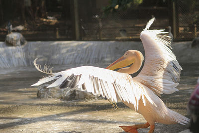 View of birds in the water