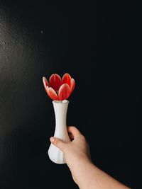 Close-up of hand holding red flowers against black background