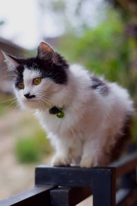 Portrait of cat sitting outdoors