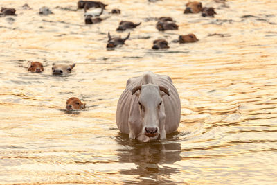 Cows swam in the river.