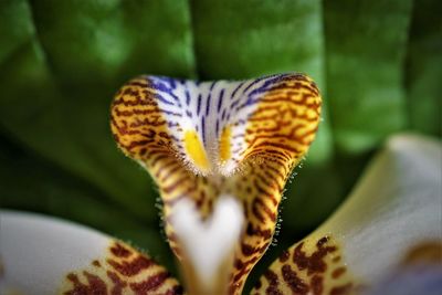 Close-up of flower on plant