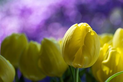 Close-up of yellow tulip