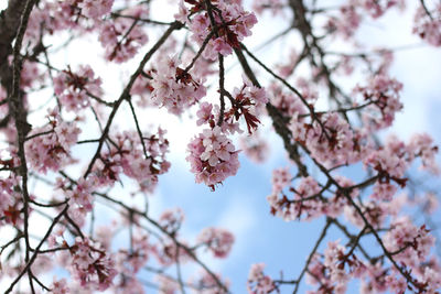 Low angle view of cherry blossom