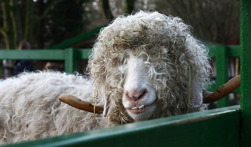 Weird styled and looking sheep with long winding horns, a funny looking underbite