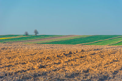 Scenic view of agricultural field against clear blue sky