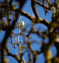 Low angle view of insect on tree