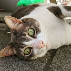 Close-up portrait of a cat