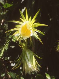 Close-up of yellow flower blooming outdoors