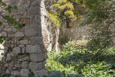 Close-up of ivy growing on tree