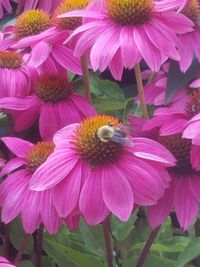 Close-up of pink flowers