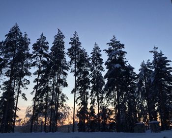 Low angle view of pine trees against sky during winter