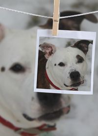 Close-up portrait of white dog