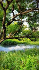 Tree by lake against sky