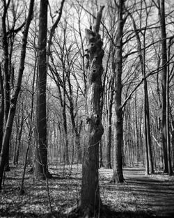 Trees in forest