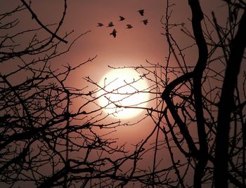 Low angle view of bare trees against sky