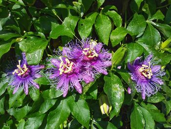 Close-up of purple flowers blooming outdoors