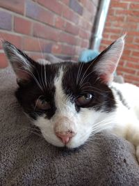 Close-up portrait of cat at home