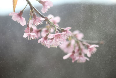 Close-up of pink cherry blossoms in spring