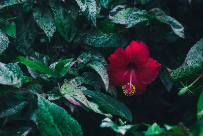 Close-up of red hibiscus blooming outdoors