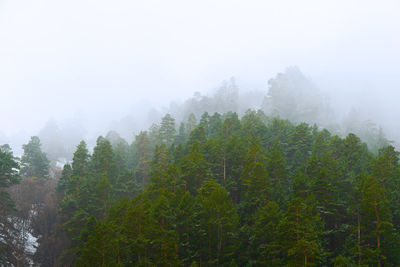 Trees in forest against sky