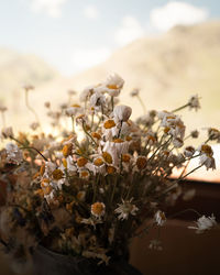 Close-up of wilted flowering plant against sky