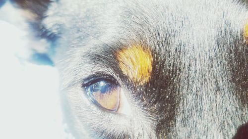 Close-up portrait of animal eye