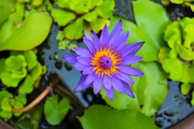 Close-up of purple flower