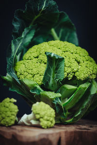 Close-up of green leaves against black background