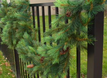 Close-up of fresh green plants