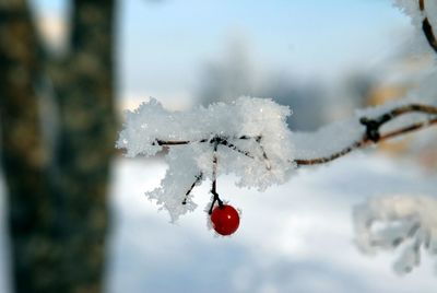 Close-up of frozen tree during winter